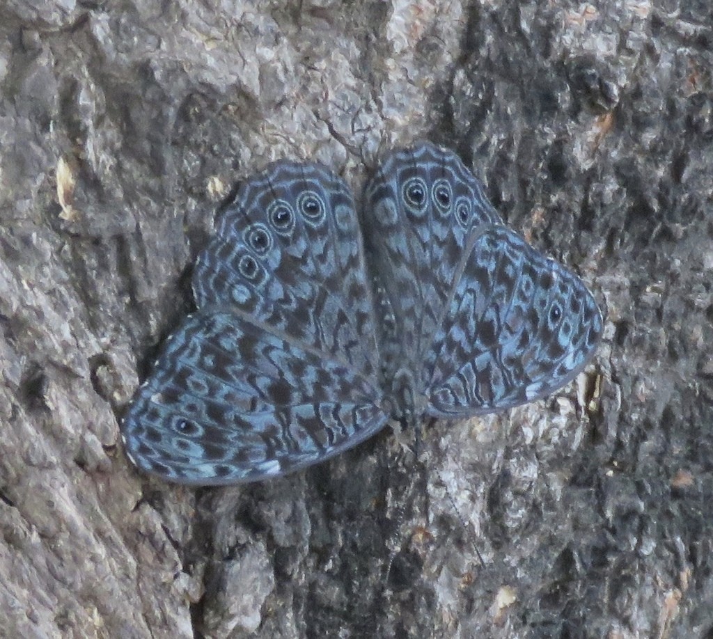 外国産蝶標本 ベルチナカスリタテハ Hamadryas laodamia 外国産蝶標本