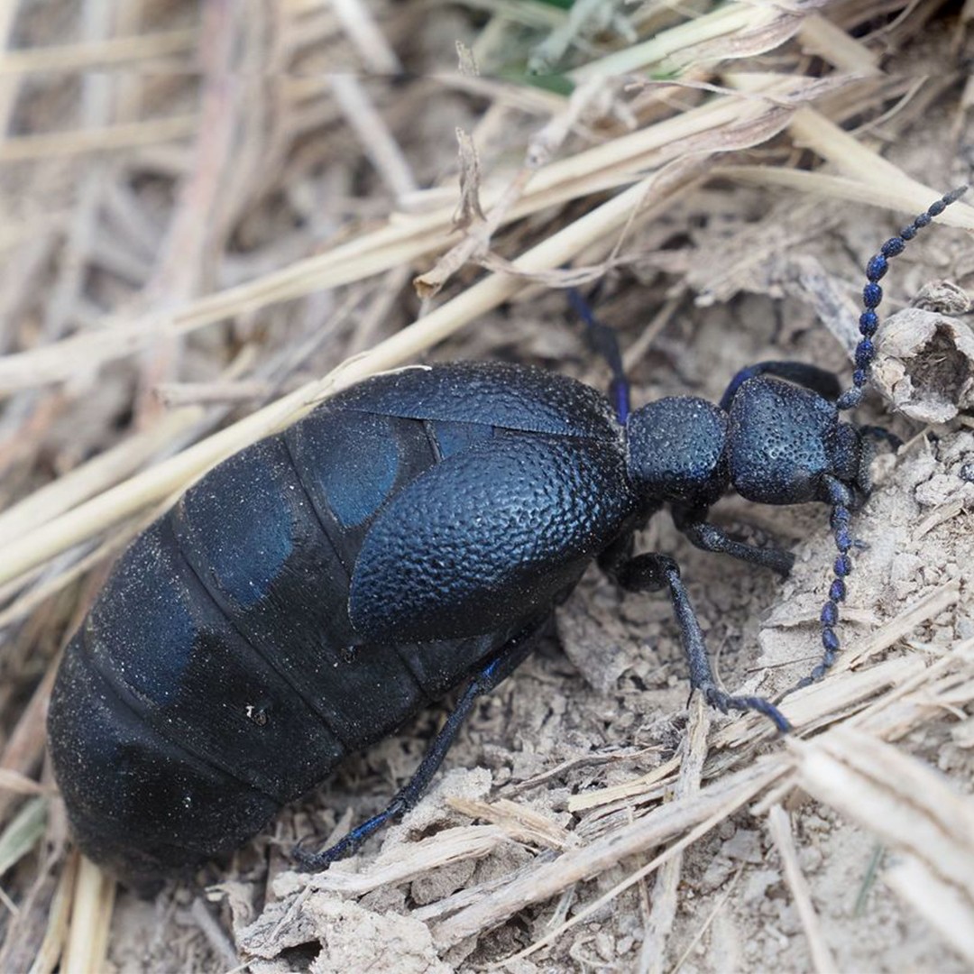 オオツチハンミョウ (Meloe proscarabaeus) - Picture Insect