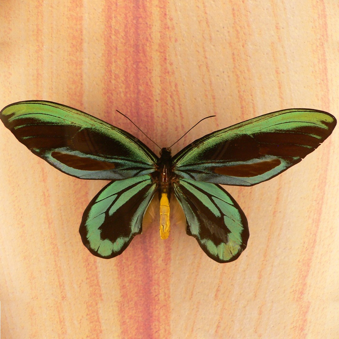 アレクサンドラトリバネアゲハ (Ornithoptera alexandrae) - Picture