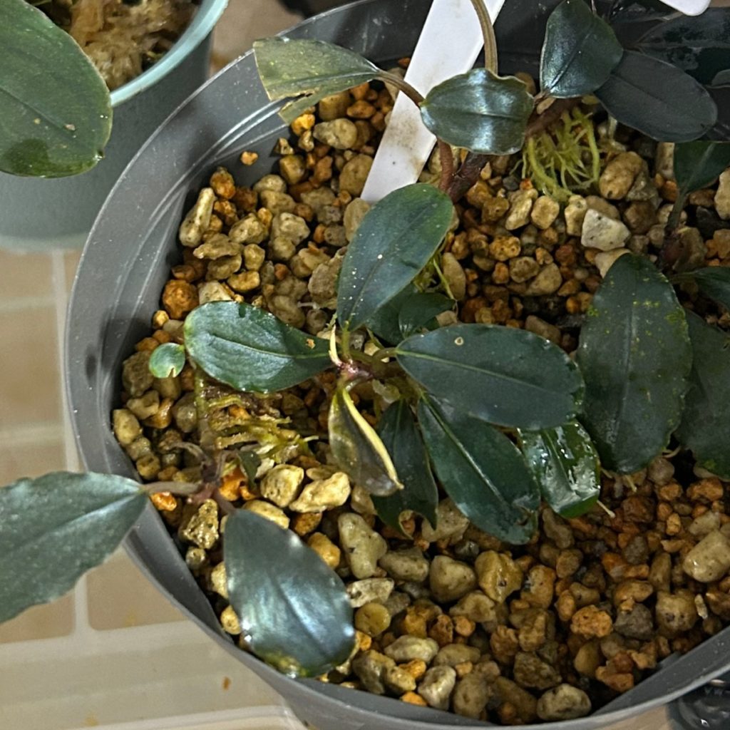 ブセファランドラ・ティアとは？特徴や育て方【ティアグリーン・ブルー