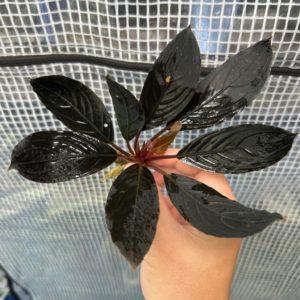 ブセファランドラ・スケルトンキング（キシィ）の魅力と育て方｜黒葉と