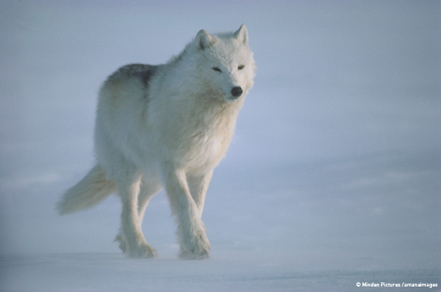 白いオオカミ ジム・ブランデンバーグ 白いオオカミ: 北極の伝説に生きる