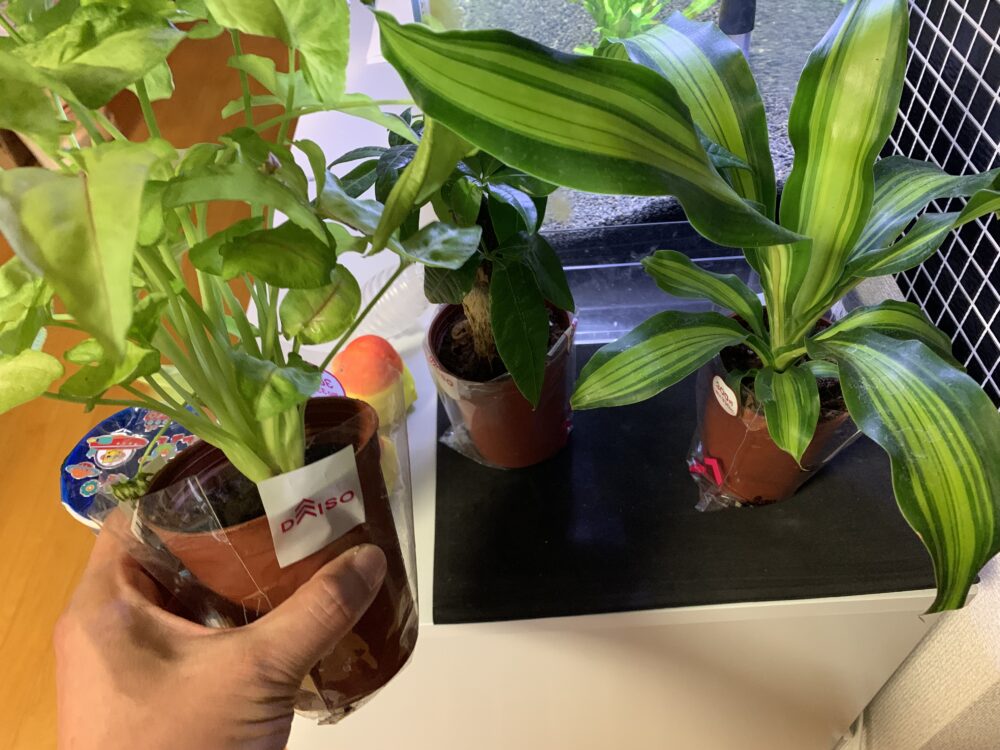 水耕栽培アクアポニックス自作！水槽上部フィルターで観葉植物育成