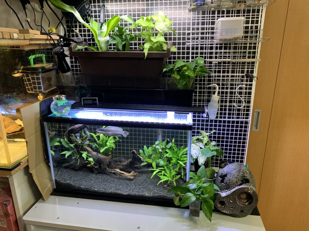 上部濾過式アクアポニックス水槽セット 自作】水槽で水耕栽培