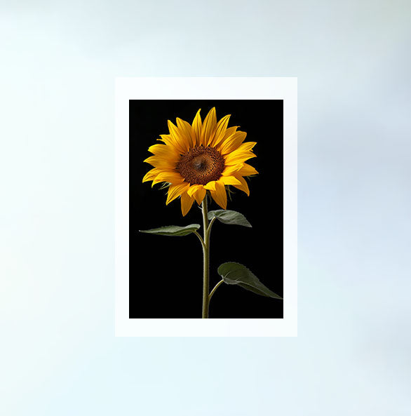 ひまわりのアートポスター:sunflower_3370 通販