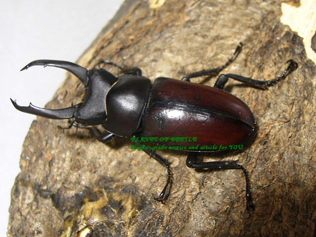 マクレイコクワガタ 標本 【公式通販】