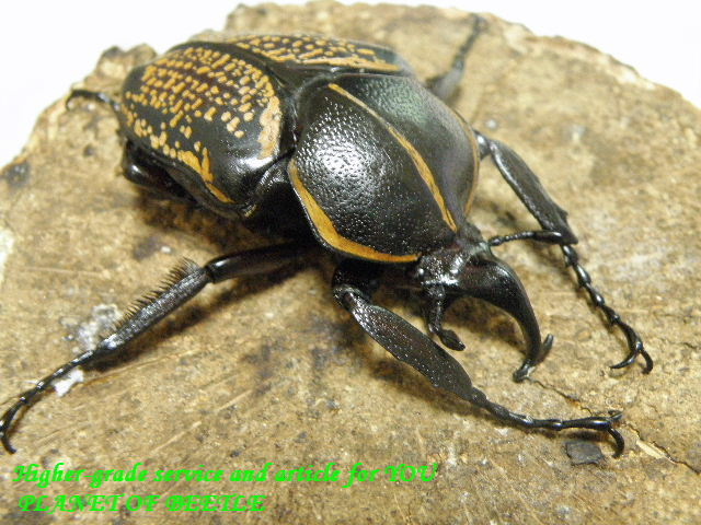 厳選個体！6/23天然イカリツノハナムグリ♂58mm完品ペア - PLANET OF