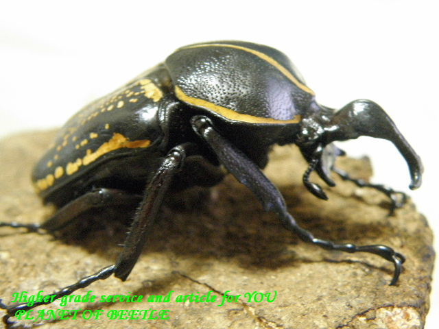 入荷最大！6/23天然イカリツノハナムグリ♂60mm完品トリオ - PLANET OF