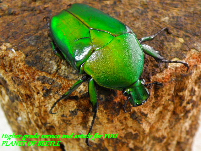 インド産 ソリツノカナブン 28mm 【公式通販】