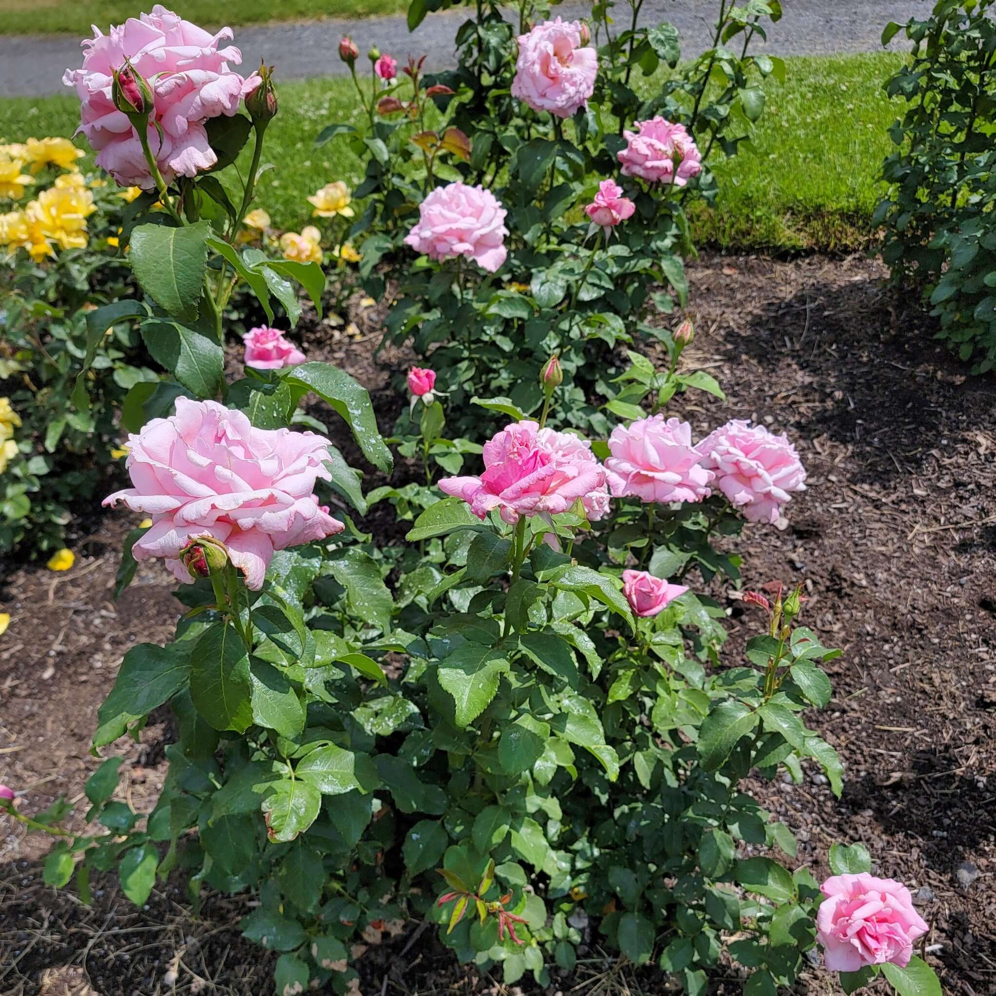 Memorial Day Rose | Plants Express