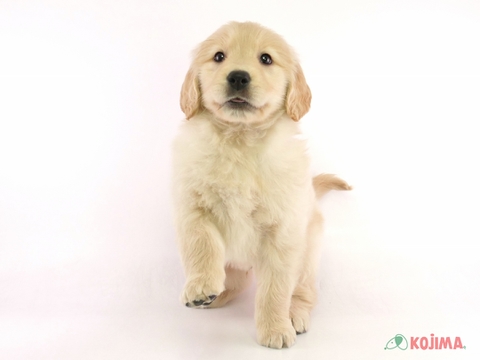 かわいい犬「ゴールデンレトリバー」「シュナウザー」「トイプ