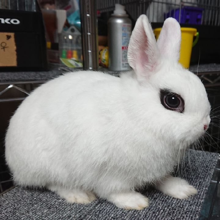 国内作家JUDY様、垂れ耳の白ウサギ 51eqloJCAuL._AC_UF350,