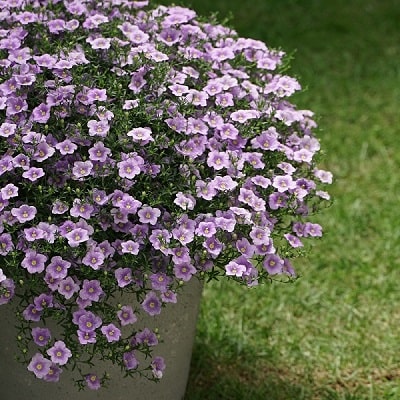 ニーレンベルギア オーガスタ | PROVEN WINNERS (PW)【植物の国際