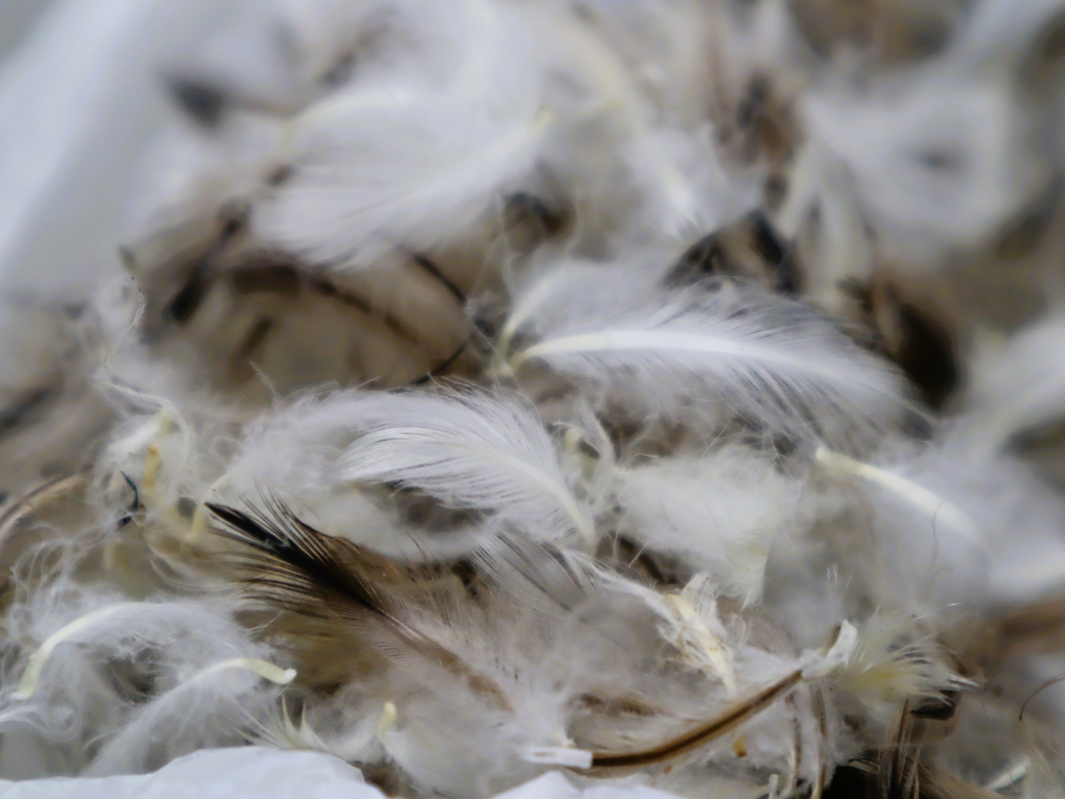 ケープペンギンの羽根キーホルダー』ご好評につき2023年10月1日（日