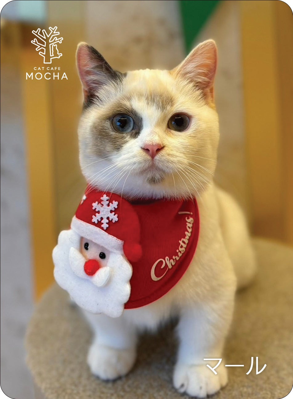 即完売続出の話題のにゃんずトレカ、待望の秋冬バージョン！MOCHA