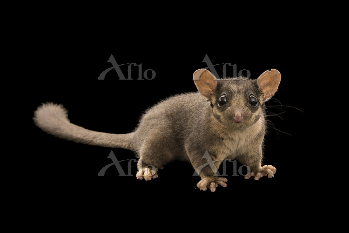 フクロモモンガダマシ [244472486]の写真素材 - アフロ