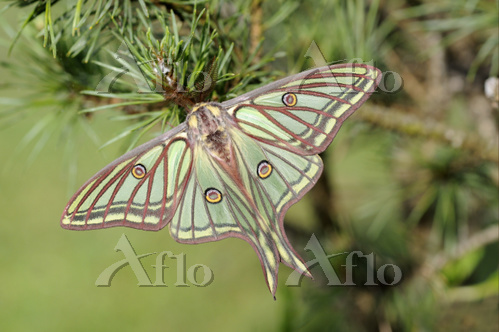 イザベラミズアオ ♂ Graellsia isabellae Spanish Moon Moth