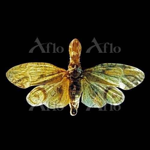 珍品ブラジル産ビワハゴロモ ユカタンとは別種 珍品ブラジル産ビワ