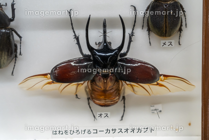玲*華様 コーカサスオオカブト標本 玲*華様 コーカサスオオカブト標本