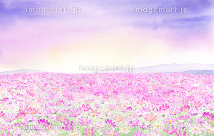 コスモス畑の風景画（油絵肉筆画）975×720 コスモス畑の風景画（油絵