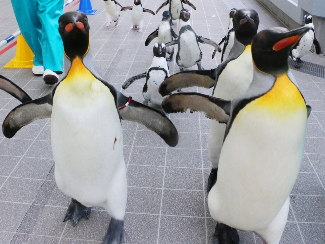 仙台うみの杜水族館】PenPen Penguins!!うみの杜生まれのペンギンたち