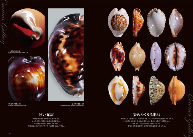 Yahoo!オークション - ハワイホシダカラ 大 タカラガイ 宝貝 貝標本 貝