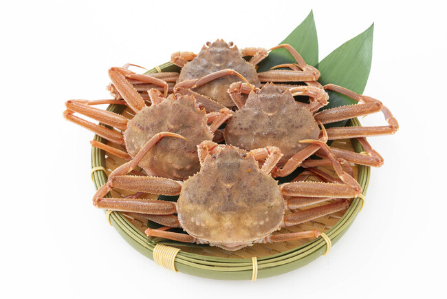 G*N様 オオロッカクコブシガニ展示中 定期オークション G*N様 オオ