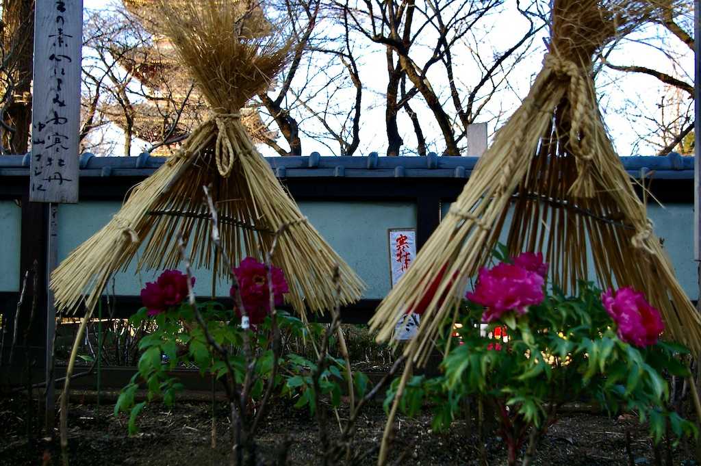 冬牡丹 〜愛らしい藁ぼっち〜 - ermineaのPhoto Gallery