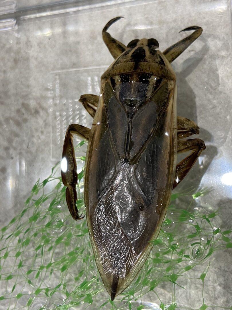 超特大・約110mm】 ナンベイオオタガメ 標本 在庫1匹のみ 外国産 超