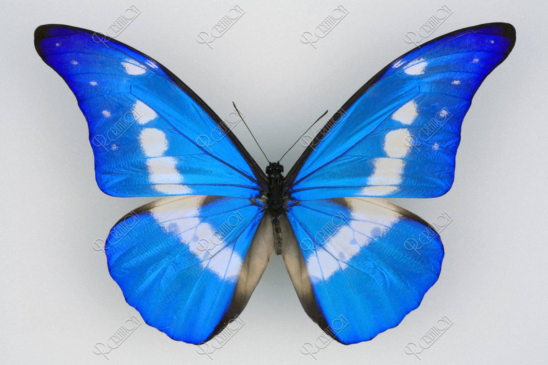 ペルー産 ヘレナモルフォ 130mm ヘレナモルフォ 130mm ペルー | 写真