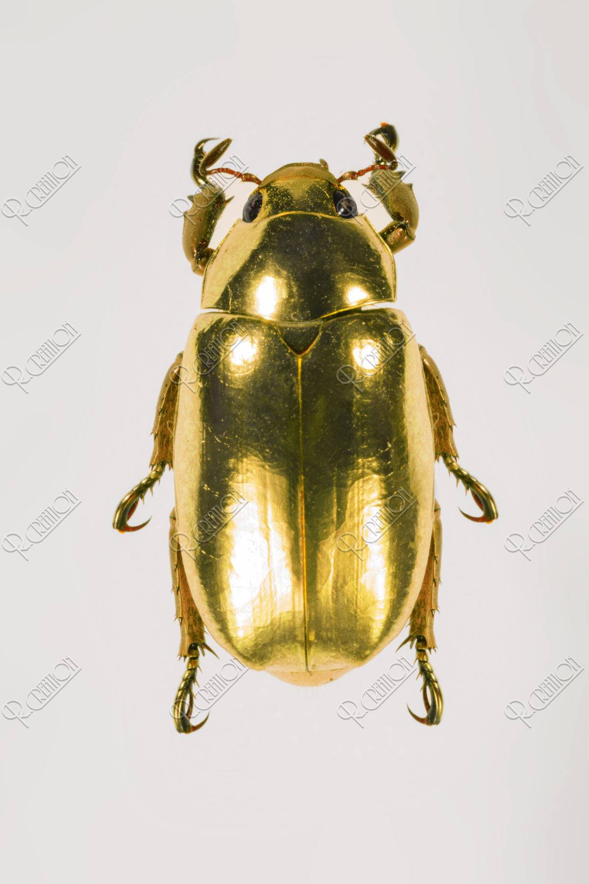 オプティマプラチナコガネ！標本！075 オプティマプラチナコガネ！標本