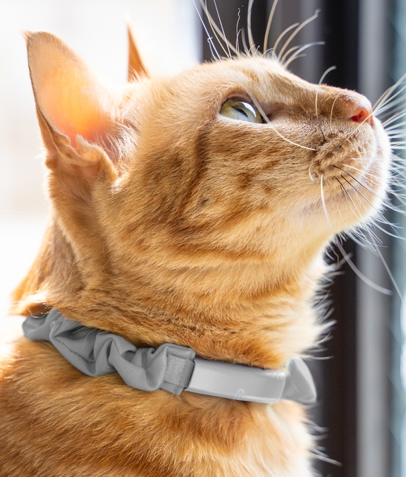 Catlog 2 の購入 | Catlog