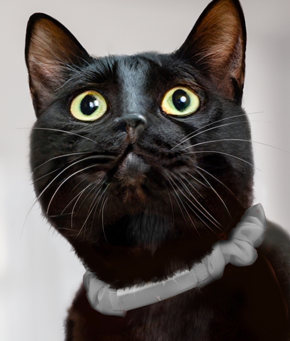 Catlog 2 の購入 | Catlog