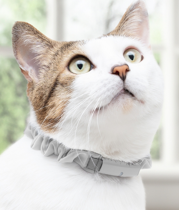 Catlog 2 の購入 | Catlog