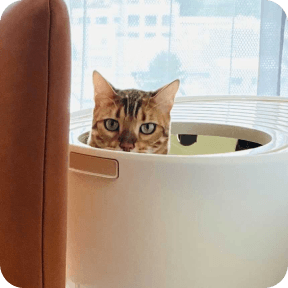 Catlog Boardの購入 | Catlog