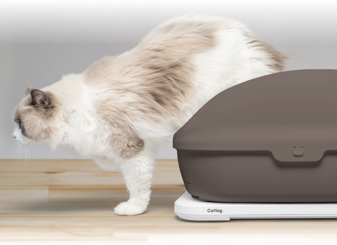 オフィシャルストア | Catlog