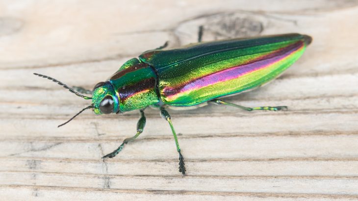 タマムシ（ヤマトタマムシ） │ レヂヲのいきものぬりえずかんキッズ