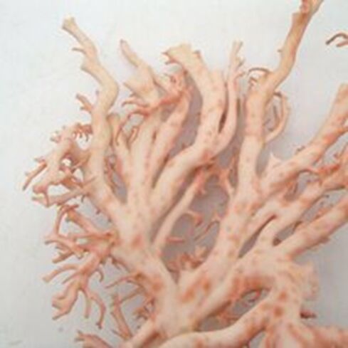 桃珊瑚でも原木であればしっかり価値があります！！ 千葉県のお客様