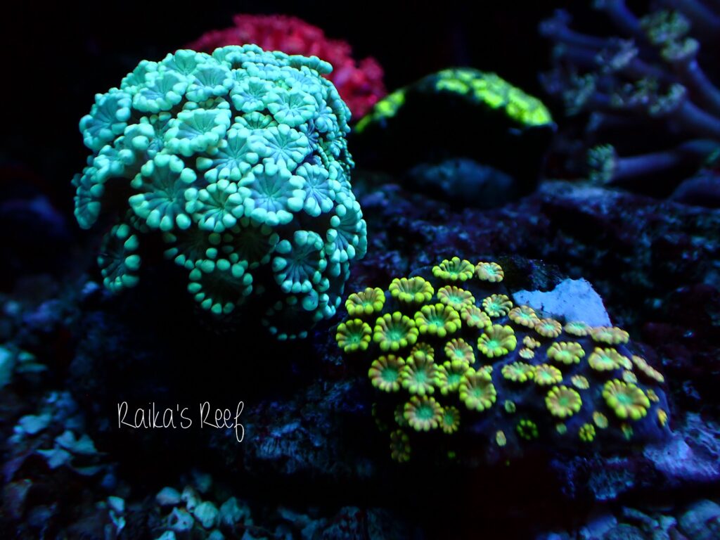 水槽日記 添加剤の節約💰 | 海を創る外科医