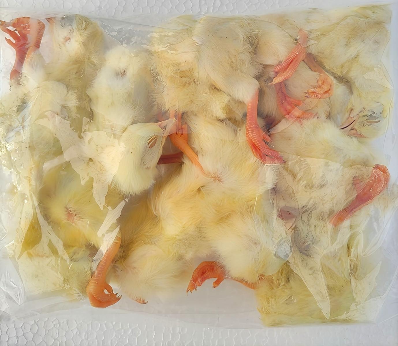 冷凍ひよこ700羽 冷凍ひよこ700羽