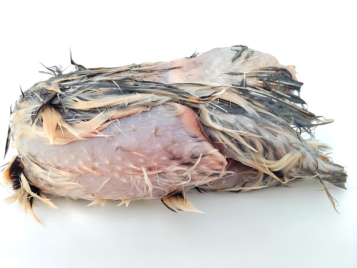 処理済み冷凍うずら（5kg/50羽）【送料込】 処理済み冷凍うずら（5kg/50羽）【送料込】 道具販売 > 冷凍ウズラ処理