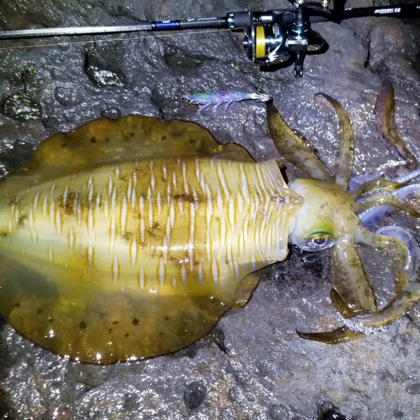 イカ拓 | Re:Fish デジタル魚拓サービス リフィッシュ