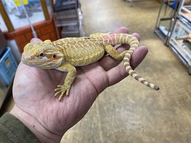 インター爬虫類】ネシアの定番＆お久しぶり！フトアゴもあるよ