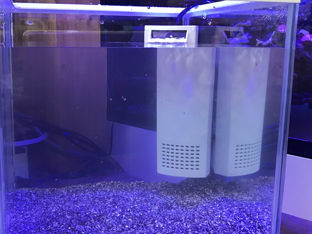 夏休みに！海の生き物飼育セット！！ | 名古屋のペットショップRemix