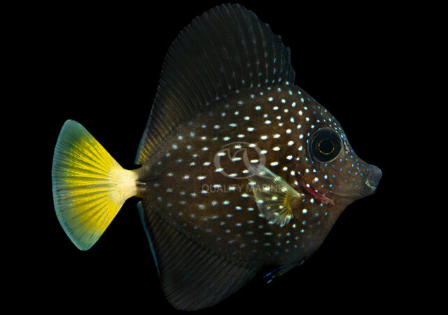 LED Intelligent Lighting IT2060 the next generation of rebadged