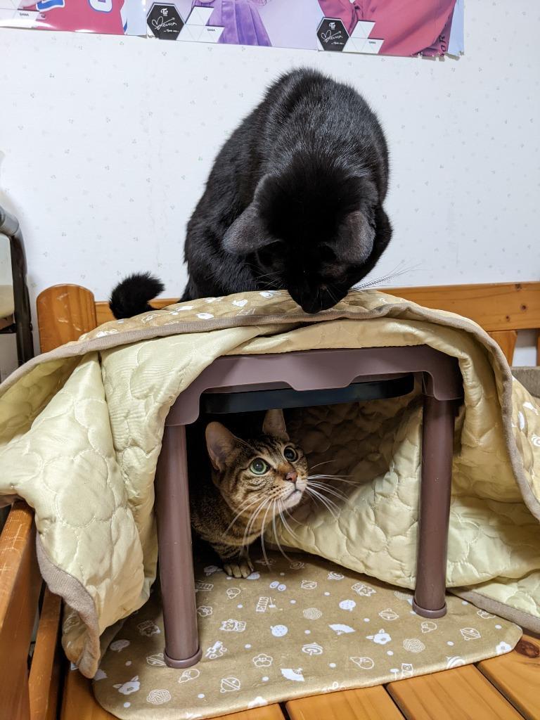 マルカン 遠赤外線にゃんこの 和み にゃごみ 猫 こたつ Mサイズ 小型犬