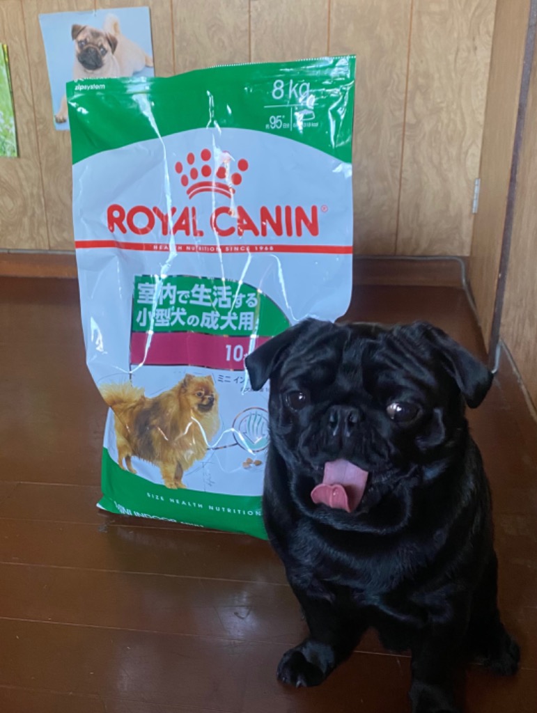 ロイヤルカナン（ROYAL CANIN） ミニ インドア アダルト 8kg / 室内で