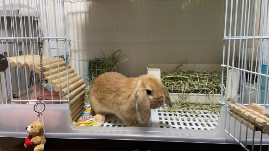 マルカン うさぎケージ うさぎのカンタンおそうじケージ ワイドB