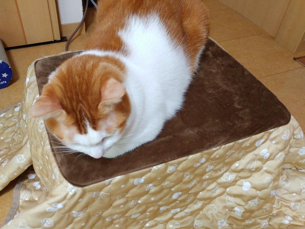 マルカン 遠赤外線にゃんこの和みこたつ M コタツ : チャーム charm