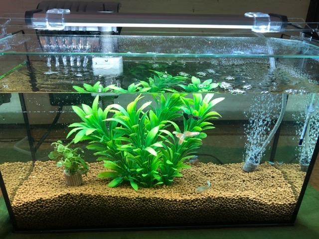Tetra（テトラ） 水槽セット オールグラスアクアリウム420 熱帯魚